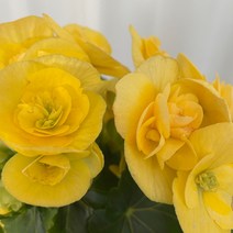 꽃베고니아 노랑 온정원 공기정화식물