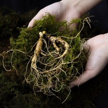 강원도 명품산삼 산양삼 장뇌삼, 7-8년산 선물용 3뿌리, 1개