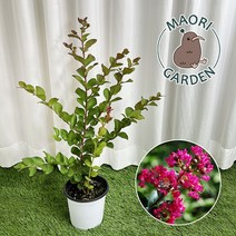 목 백일홍 배롱 나무 묘목 꽃 화분 정원수 조경수 다이너마이트 2년생 대성식물, 1개