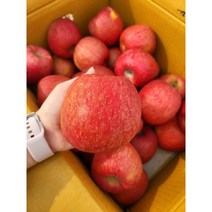 장수사과 친환경 사과 부사 흠집사과 흠사과 1.5KG 2.5KG 5KG 10KG, 중대과 2.5KG, 1개