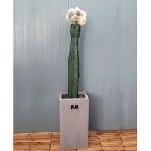 흰내 고급플랜테리어 대형 귀면각 밍크선인장 산세베리아 다육식물 서울 경기지역만 배송가능