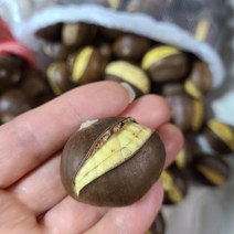 조은먹거리 햇 생률밤 생률단밤, 1kg, 1개