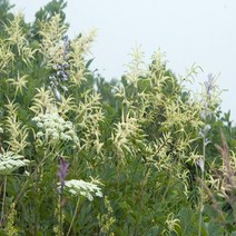 눈개승마/포트(10개묶음)/묘목/d0995