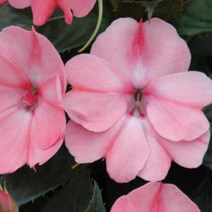 꽃모종]산파첸스-브러쉬핑크(키즈핑크) /10cm분/3개 Q2264, 3개