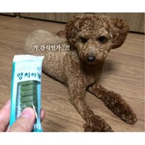 이빨 모양 치석제거 덴탈껌 녹차맛 1p 아기강아지간식 강아지생일파티 강아지개껌, 양치하개 1P(오리지널)_20개_0644t