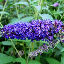 모종/ 붓들레아 (엠파이어블루) 10cm포트/3개 R1483, 3개