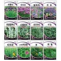 오레가노 유칼립투스 라벤다 오레가노 라벤다 로즈마리 페퍼민트 보리지 허브씨앗 타임 바질 카모마일 차이브 딜 레몬밤 세이지 히솝 소렐 유칼립투스 키우기 심기 재배 정원가꾸기, 구절초 1천립