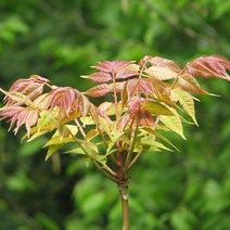 목하원예조경 참죽나무 묘목 (국내산묘목) 가중나무 2년생특묘