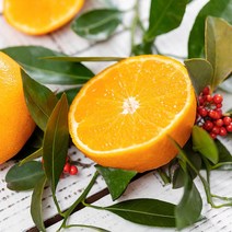 [착한식탁] 가정용 천혜향 2.5kg 중소과 (15과내외), 상세 설명 참조