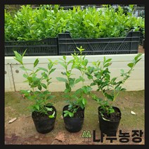 (나무농장) 블루베리나무 2년생포트 ( 레카 ) ( 2주묶음 ), 1개