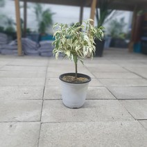 식물공장 칼라벤자민 외목대 중품 35~50cm 79s 공기정화식물 반려식물