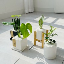 cocooning 키우기 쉬운 실내 초보자 공기 정화 청정 식물, 사각블랙, 크루시아