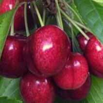 묘목/ 체리나무(스위트하트)/R3 결실주(분) kk1317