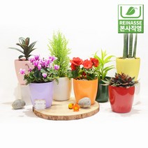 [라이네쎄] 로즈 빈화분 1호 / 자체제작/물구멍없는화분/플라스틱화분/PP화분, 화이트