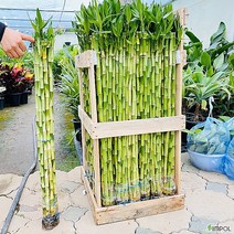 청년농부 수경식물 개운죽 1세트 (10주) 공기정화 가습기 식물, 80cm