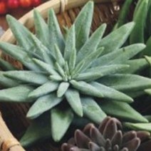 와송 씨앗 품종 작물 식물 종자 5000립 - 2022975EA, 쿠팡 본상품선택