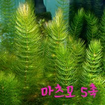 수초라이프 마츠모 5촉