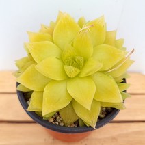 보초금 다육이 노란 잎장을 가진 풍성한 다육 랜덤1-30, 단품