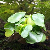 부레옥잠 3뿌리 (부상수초) - (치어은신처 수반), 1개