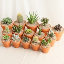 갑조네 국민 다육이 공기정화식물 다육식물 인테리어 키우기쉬운 식물, 49 다육_수박(소품)