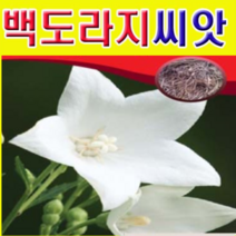 (J소망)슈퍼백도라지씨앗 50g