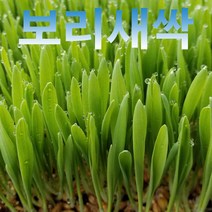 분당밀싹농장 새싹보리300g 밀싹300g 녹즙재료 녹즙 새싹채소