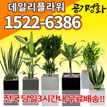 실내공기정화식물 미세먼지 공기청정 키우기쉬운식물 플랜테리어 식당 개업축하선물 산세베리아 고무나무 안시리움 율마 아가베 아레카야자 승진화분, (선택65)만냥금