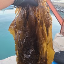 초록수산 산지직송 생곰피 쇠미역 1kg 2kg 4kg 8kg 10kg, 생곰피미역 4kg