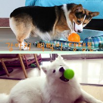 강아지가 좋아하는 장난감 탱탱볼 입에 착 물어지는 돌기형 삑삑 사운드 탱탱볼, S, 오렌지