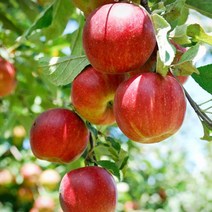 목하원예조경 사과나무 묘목 (미니사과) R3전후 결실주