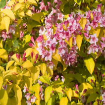 황금병꽃나무21cm화분 병꽃, 1개