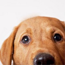 결명자함유 강아지 눈건강 국산 통간식 영양보충 허약체질, 상세페이지 참조