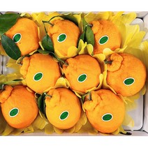 제주 한라봉 노지 고당도한라봉 3kg 5kg 10kg 중소과/혼합과 선물용한라봉 못난이한라봉 22년 첫수확 가정용 제주도한라봉 한라봉제철 제주과일 제주도과일 생신선물 설날 명절선물, 혼합과 3kg (가정용/택배비 포함)