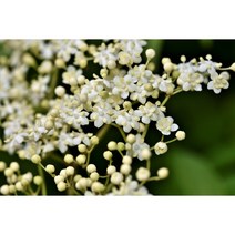 바이텍스나무(아그너스카스투스) vitex agnus castus (YI)