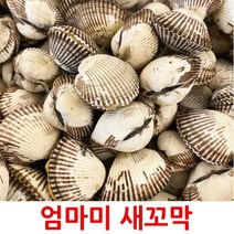 인기 많은 새꼬막벌교 추천순위 TOP100 상품