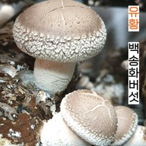 유황이 들어간 고품격 유황 백송화버섯 송화고버섯, 유황 백송화버섯 1kg/ 중품