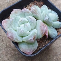 [다육식물]아이시그린(군생)