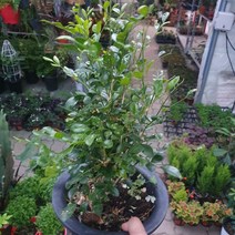 오렌지자스민 중대품 야생화 향기 50~70cm 149