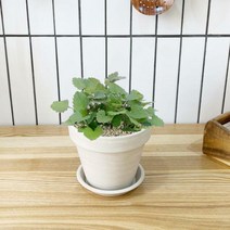 1+1 캣닢 캣닙 키친허브 화분 재배 세트 캣그라스 베란다 텃밭 허브 키우기, H22.캣닢, H28.루꼴라