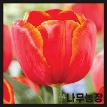 (나무농장) 튤립구근 파워플레이 10개묶음