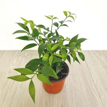 EHC455046사계절 귀여운꽃 아시난데스 오랜지볼 소품 공기청정식물 습도올리기 집에서키우기쉬운식물