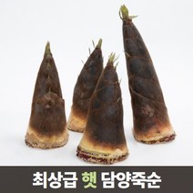 삼시세끼연구소 최상급 담양 삶은 죽순 죽순채 생죽순 맹종죽 5kg 10kg, 6.생죽순 20kg