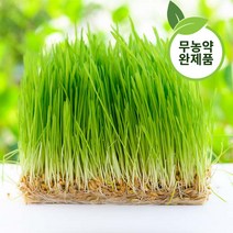 대용량 고양이 캣그라스 수경재배 풀 (캣글라스)