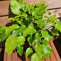 우리화훼종묘 호스타 숙근-겟 네키드