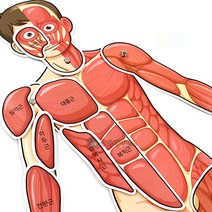 인체의신비 인체근육모형/과학 실험 키트 교구 도구 만들기