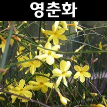 영춘화 나무 묘목 H1.0m내외 3개/정원수 조경수, 3개