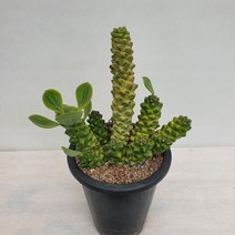 [다은꽃농원]선인장키우기 리치아이금 키우기쉬운 다육선인장 생명력이 강한 음이온발생 전자파차단 인테리어