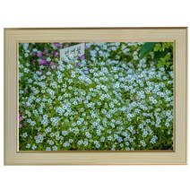 A193-5/한개꽃사진액자 A4 벽걸이액자 포토액자 꽃사진 벽장식 풍경화 풍경사진 풍경화그림, 안개꽃사진액자