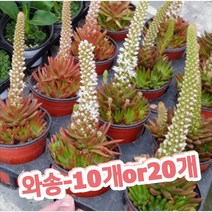 와송 10개 20개/항암예방으로 유명, 20개