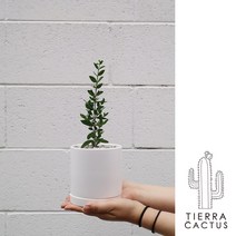 *티에라선인장* 다양한 올리브나무_화이트 세라믹 3size+우드스탠드, 식물+화분+스탠드_소